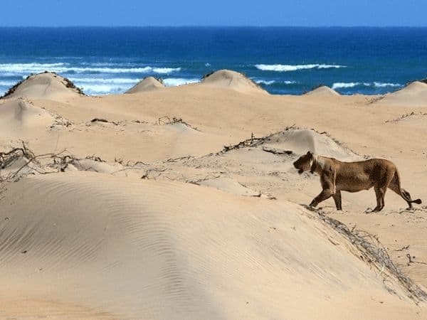 Skeleton Coast: extreme beauty and danger in Namibia