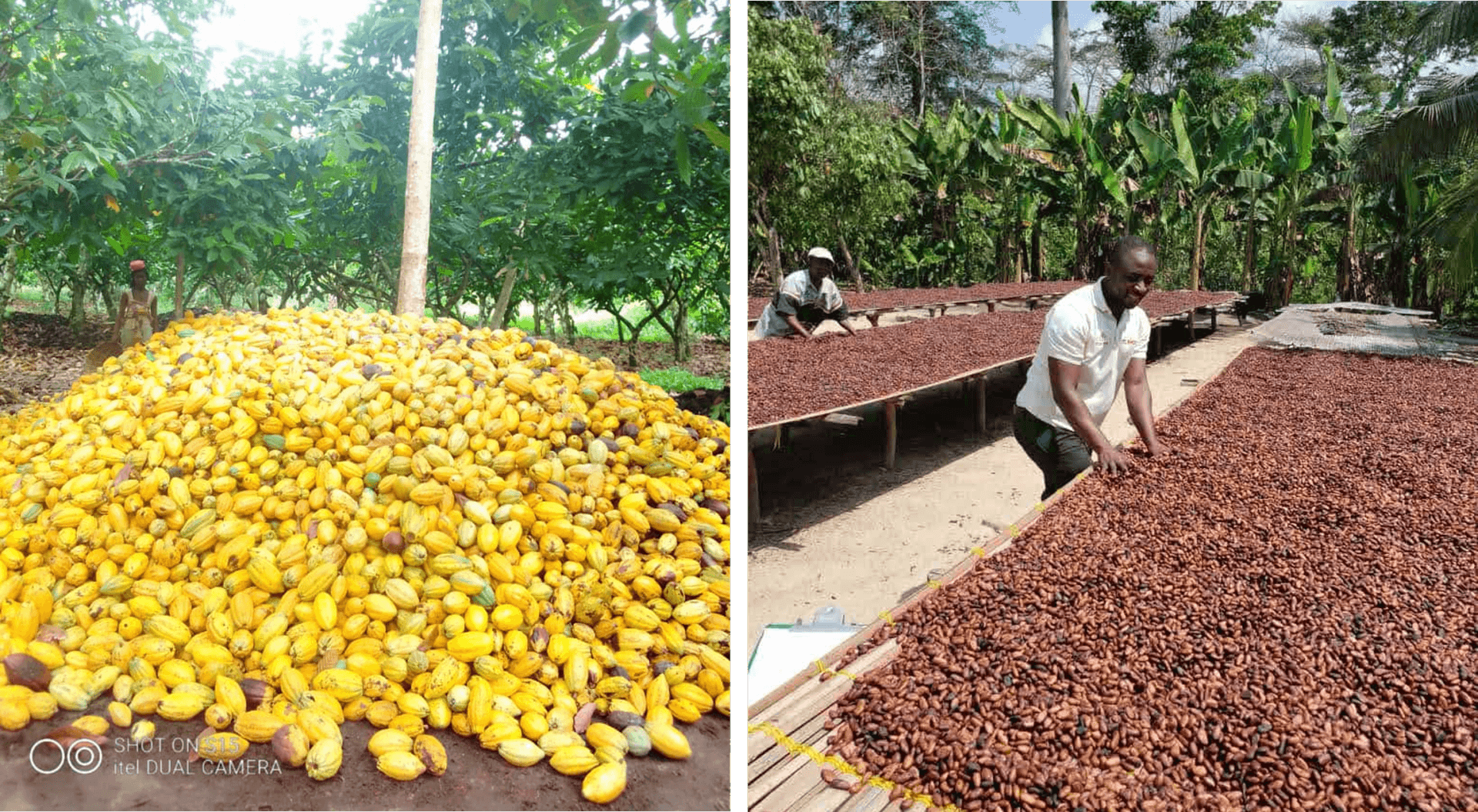 Ethiopia set to develop cocoa industry to tap into lucrative global chocolate market