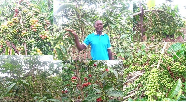 Coffee Price Rise Signals Higher Incomes for Farmers