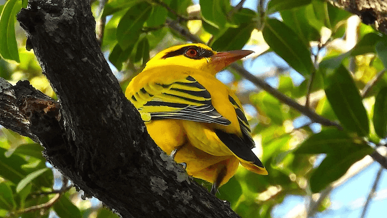 Africa Launches Landmark Cross-Border Bird-Watching Route