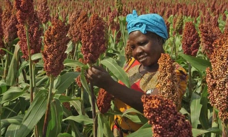 Sorghum Emerges as a Strategic Crop for Africa’s Economic Future