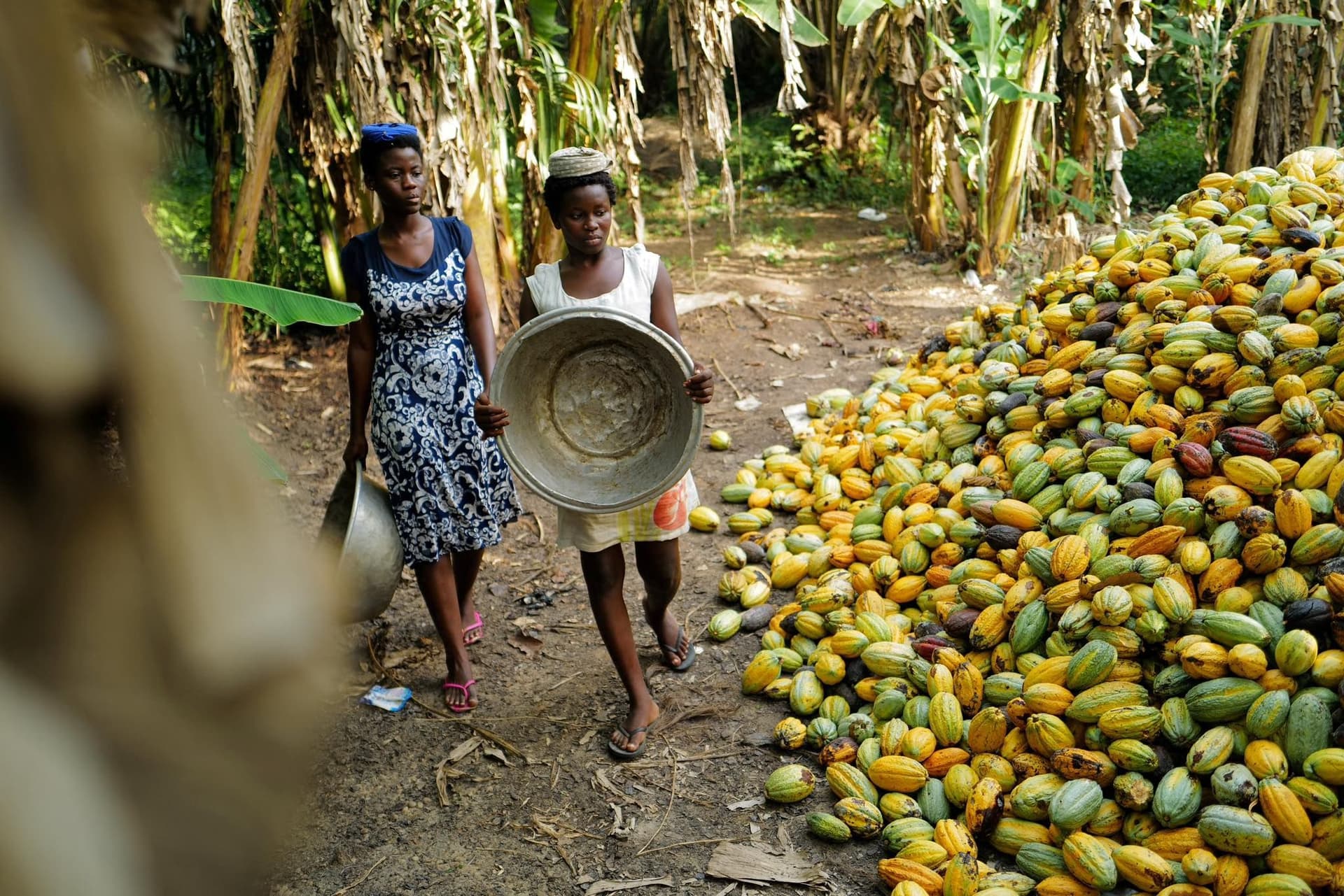 Ghana Moves Up the Value Chain in Cocoa Processing
