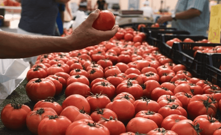 Morocco Subsidizes Fresh Tomato Exports with MAD 750 Per Ton