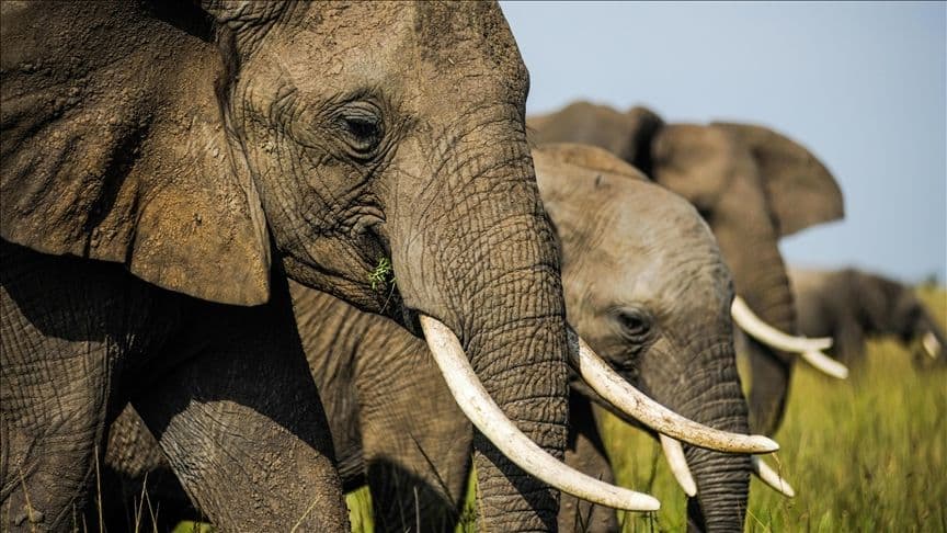 Thermal Drones Take Flight to End Human–Elephant Conflicts in Kenya’s Farmlands