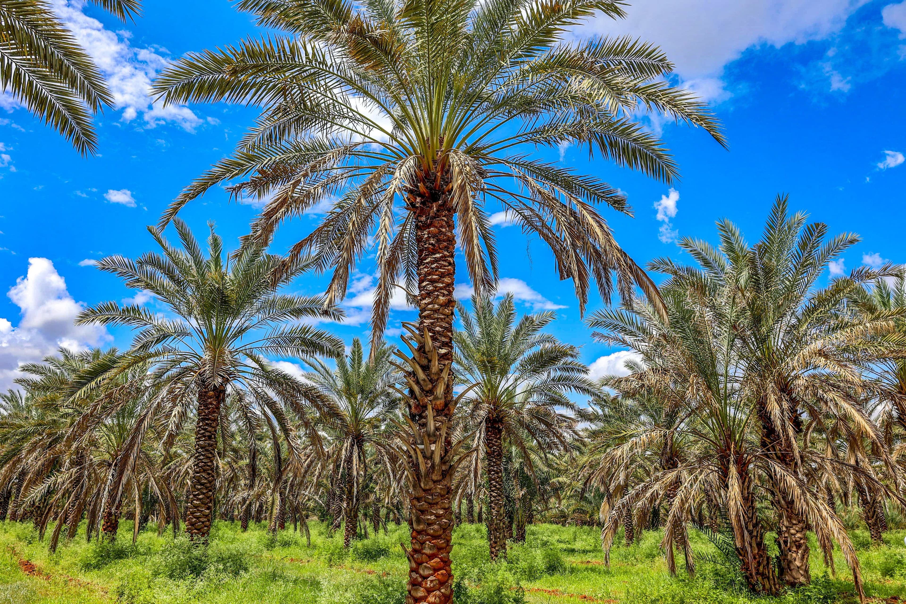 محافظ الوادي الجديد: دعم الاستثمار يركز على الصناعات التحويلية